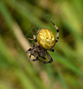 European Garden Spider