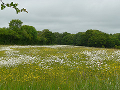 Field of Oxeye and Buttercup @ Combe Haven