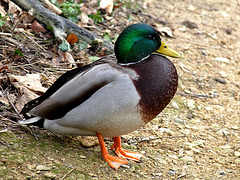 Mallard