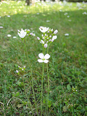 Wiesen-Schaumkraut (Cardamine pratensis)