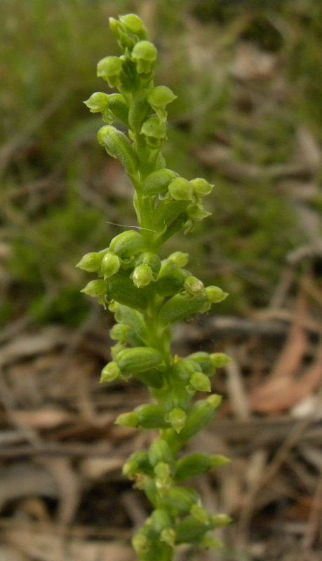 Onion orchid