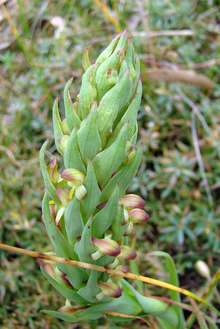 monadenia bracteata