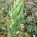 monadenia bracteata