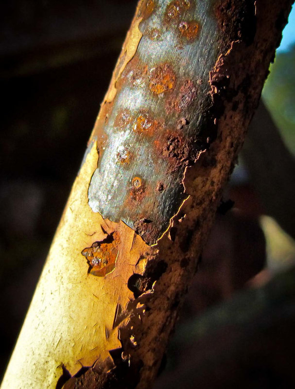 Rusty Spoke