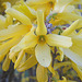 Forsythienblüte