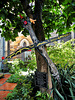 6 mai 2012 - Oiseaux D'Ailleurs  068