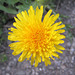 Löwenzahnblüte (Taraxacum sect. Ruderalia)