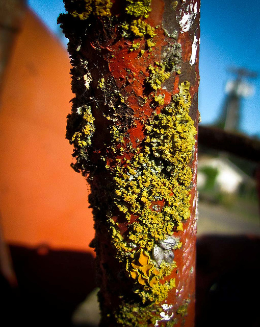 Rust, Lichen, Moss, oh my!