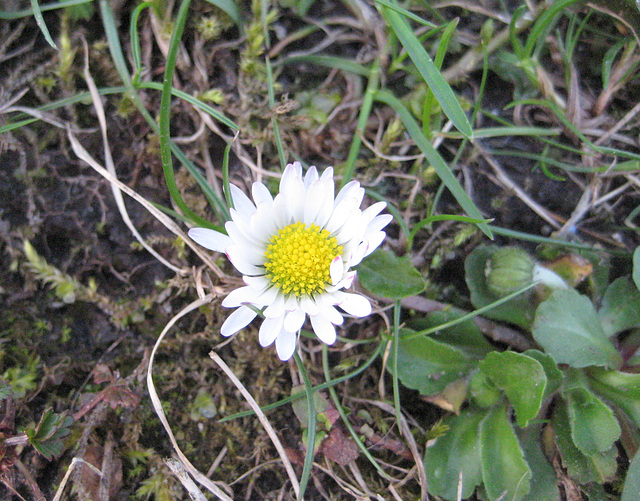 Gänseblümchen (Bellis perennis)