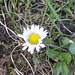 Gänseblümchen (Bellis perennis)