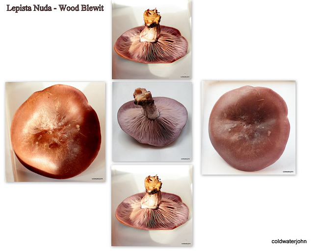 Lepista Nuda - Wood Blewit Lepista Nuda - Wood Blewit