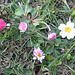 Gänseblümchen (Bellis perennis)