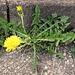 Löwenzahn (Taraxacum sect. Ruderalia)