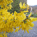 Forsythienblüte