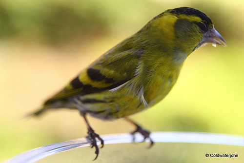 Siskin with Canon Macro