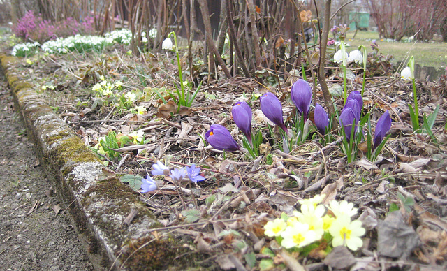 Bei den Ribisel