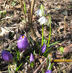 Krokusse und Frühlingsknotenblume (Crocus, Leucojum vernum)