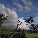 June Skies with Cokin Medium ND Filter