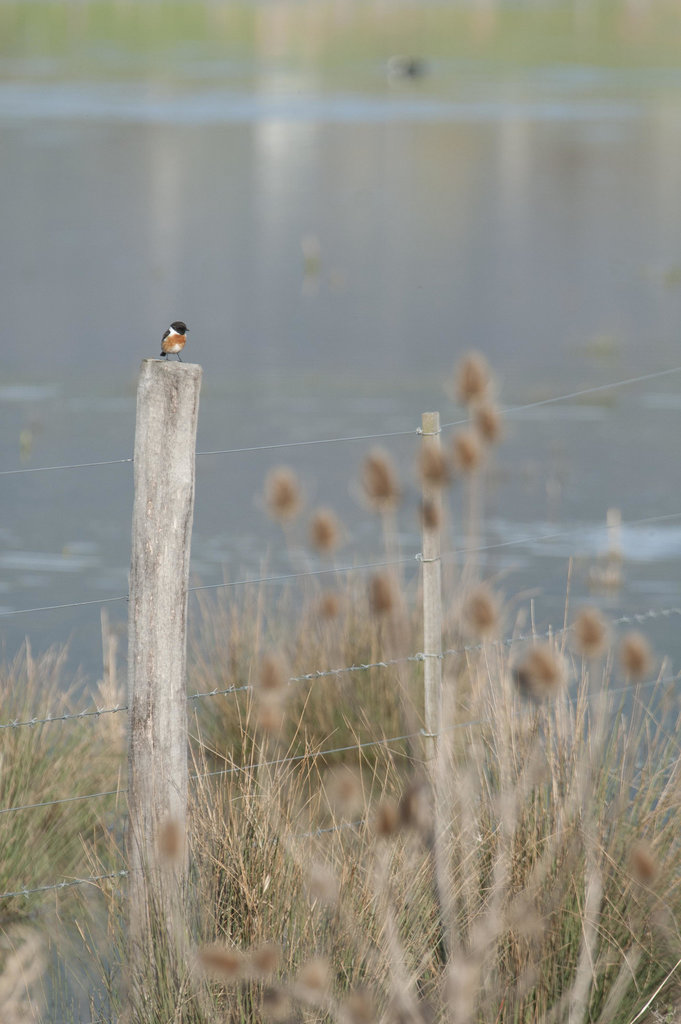 Solitude perchée