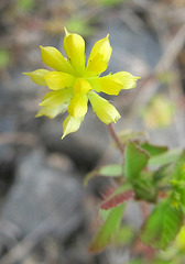 yellowspikeflower