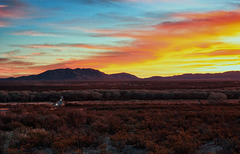 Morning Rush Hour - AZ Highway 90