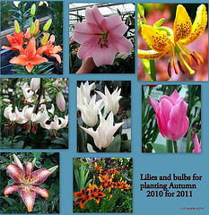 Lilies and tulips 2010-2011 5081547924 o