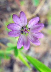 lavenderflower