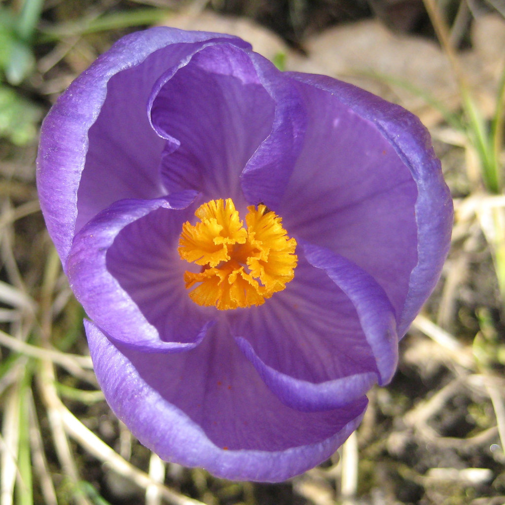 Krokus (Crocus)