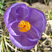 Krokus (Crocus)