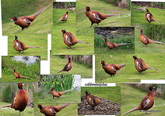 Pheasant Collage