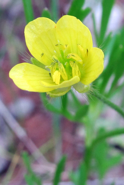 yellowflower2