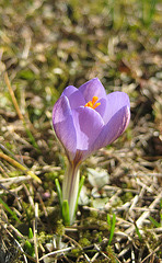 Kleiner violetter Krokus (Crocus)