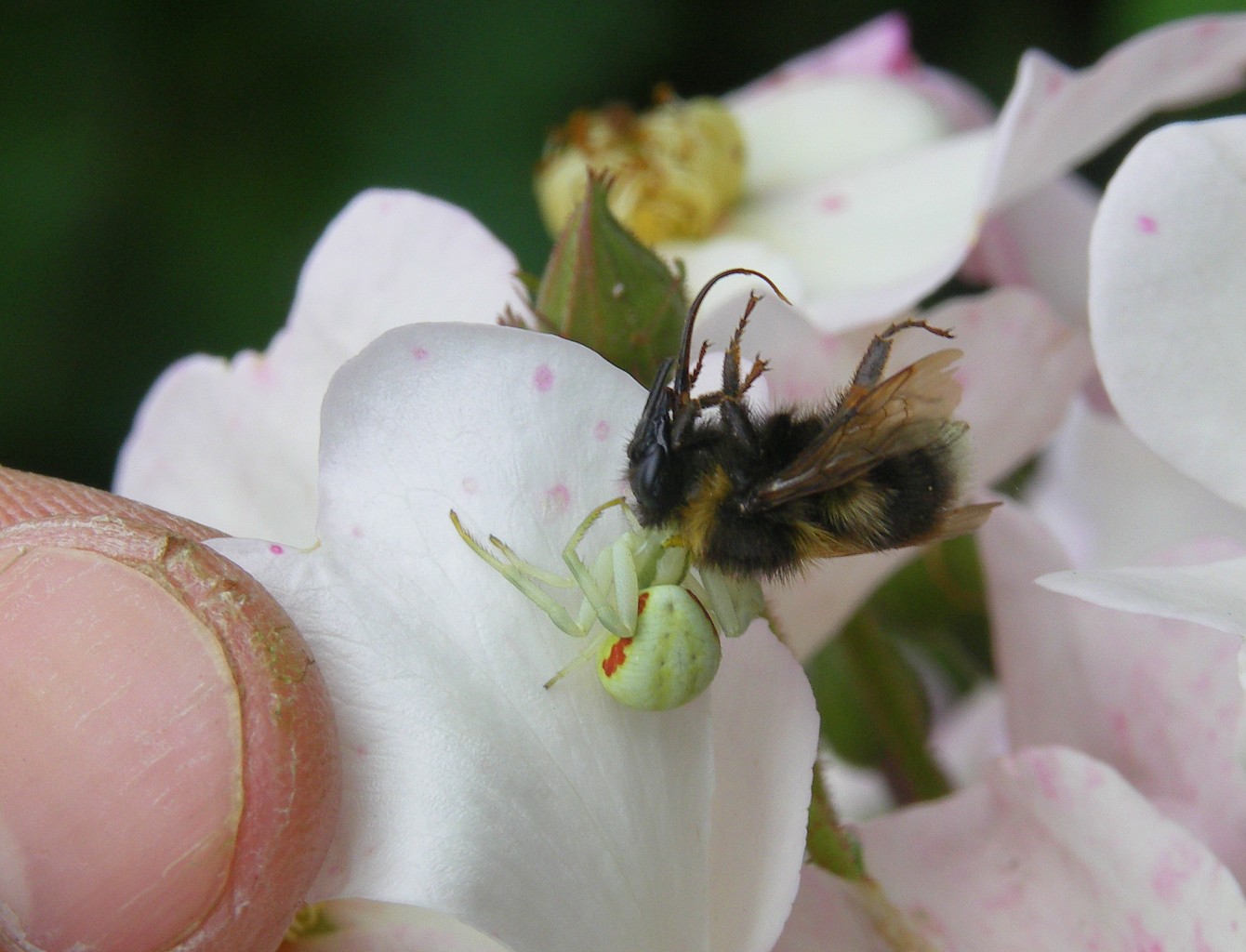 Spider vs Bee