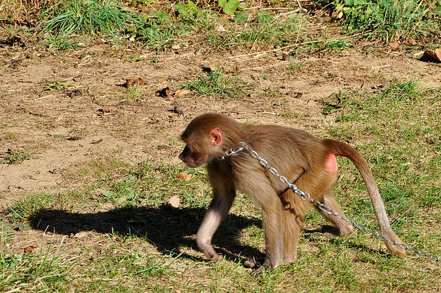 Cirque 2 octobre 2012 036