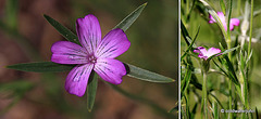 Wild Blue Campion