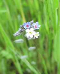 Lovely Tiny Blossoms