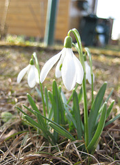 Schneeglöckchen (Galanthus nivalis)