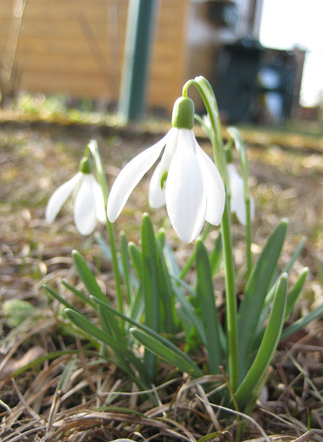 Schneeglöckchen (Galanthus nivalis)