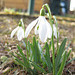 Schneeglöckchen (Galanthus nivalis)