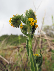 Fiddleneck Flowers