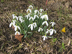 Schneeglöckchen und Krokus