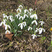 Schneeglöckchen und Krokus