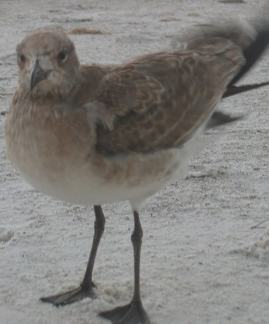 Shorebird..