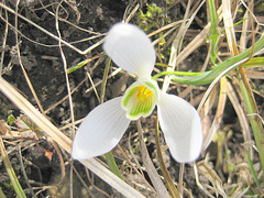 Blüte eines Schneeglöckchens (Galanthus nivalis)