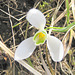 Blüte eines Schneeglöckchens (Galanthus nivalis)
