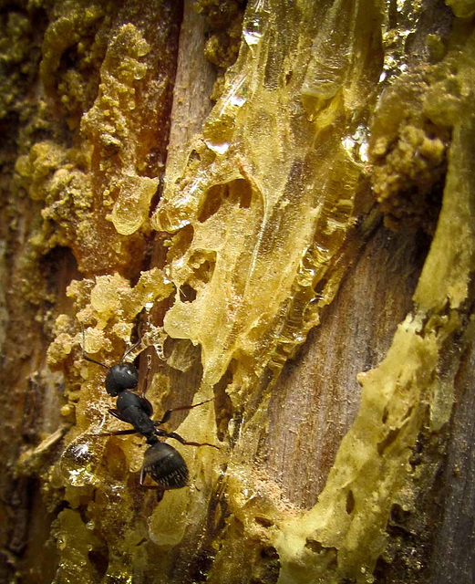 Ant with Pine Sap