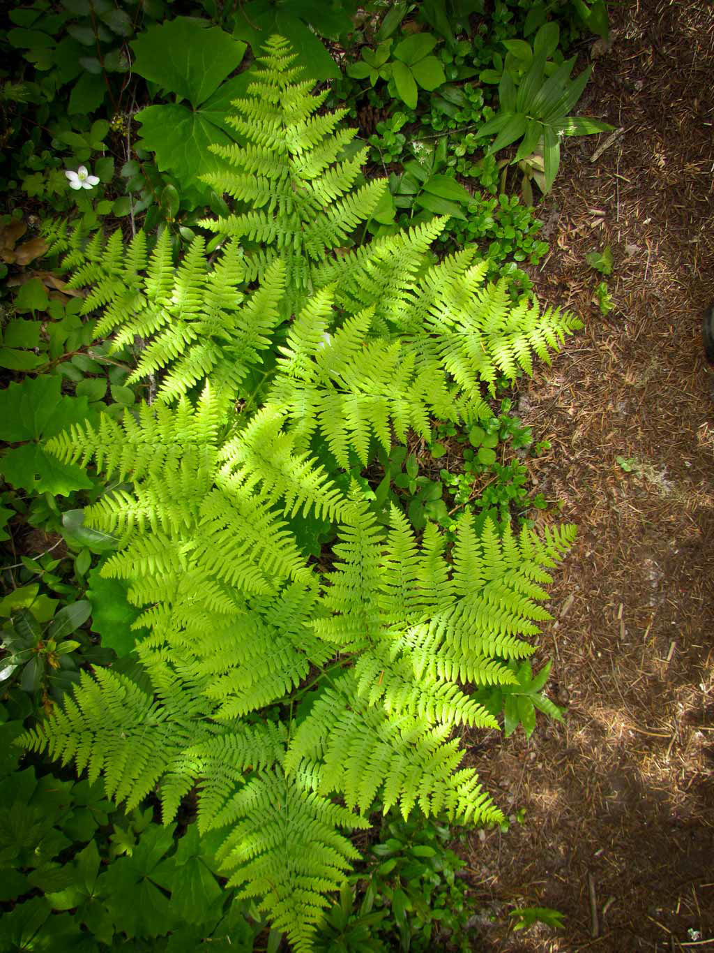 Dappled Ferns