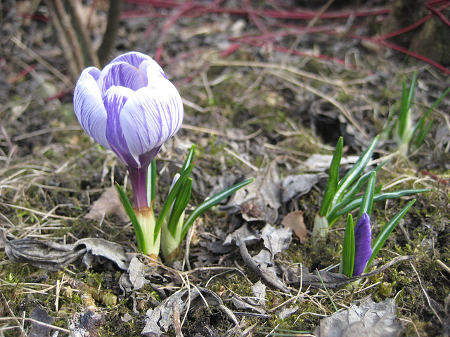 Krokus (Crocus)