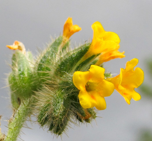 Fiddleneck Flowers Closeup