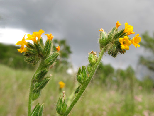Fiddleneck Flowers